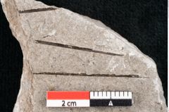 Foto (Detailansicht) von Pinus taedaeformis Unger (NHMW-GEO-2024-0188-6654)